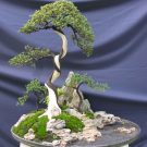 Hướng dẫn tỉa cành cây bonsai