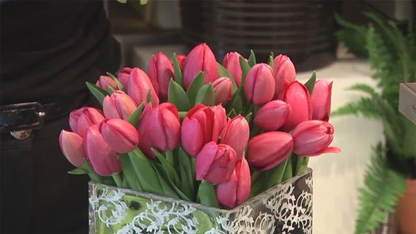 Kỹ thuật trồng hoa Tulip trong chậu