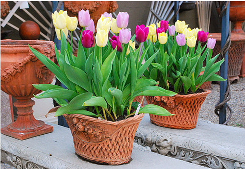 Kỹ thuật trồng hoa Tulip trong chậu