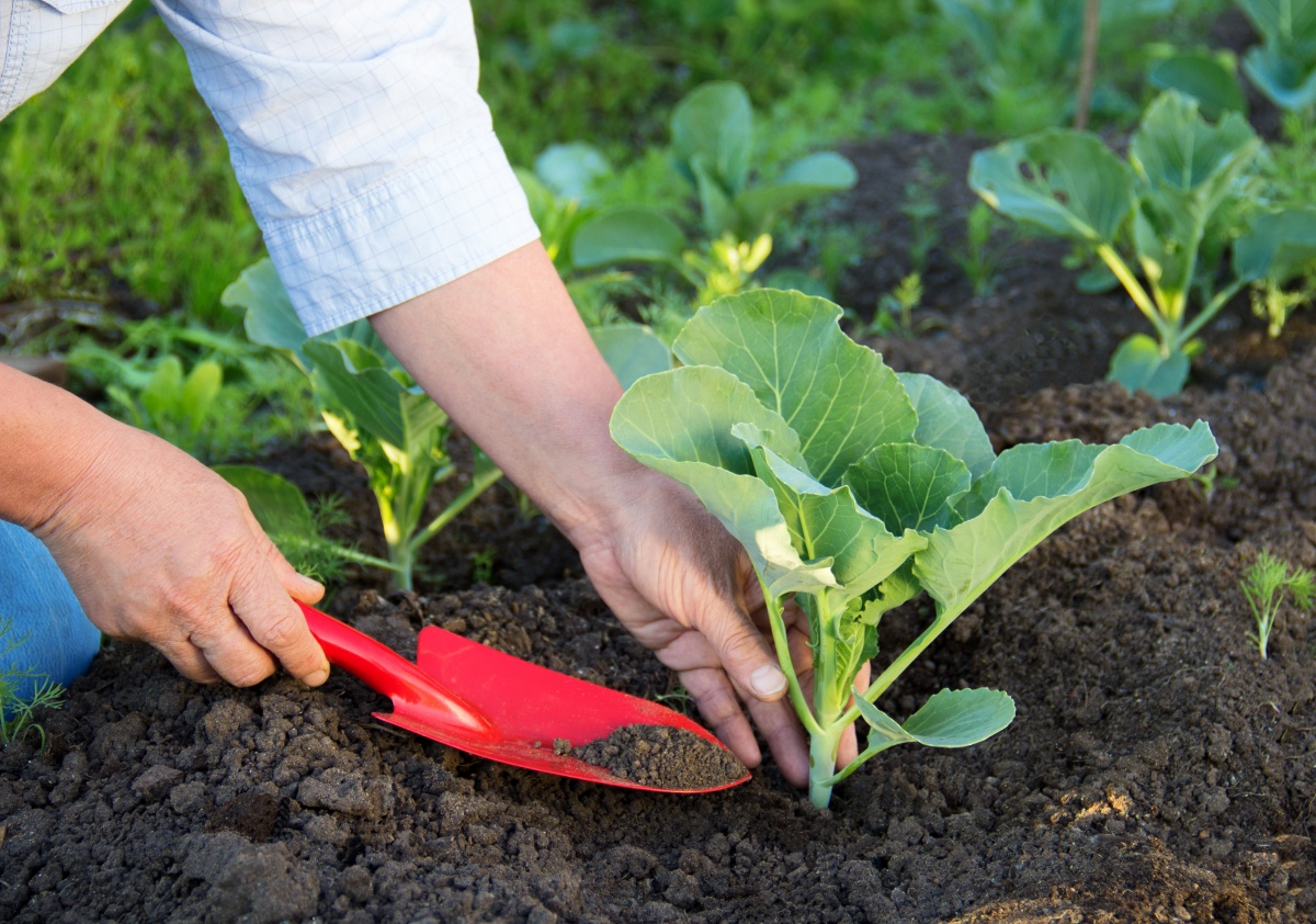 Những lưu ý quan trọng khi bắt đầu trồng rau trong vườn