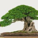Phương pháp ghép rễ cho cây bonsai
