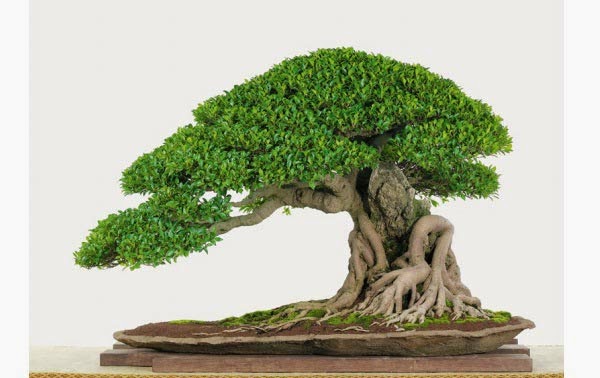 Phương pháp ghép rễ cho cây bonsai