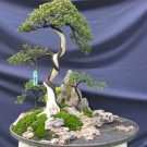 Hướng dẫn kỹ thuật ghép đá cây bonsai