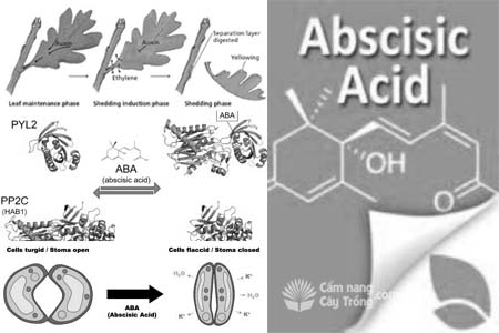 Abxixic (ABA) - Acid Abscisic (Chất ức chế sinh trưởng)