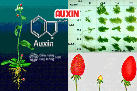 Auxin