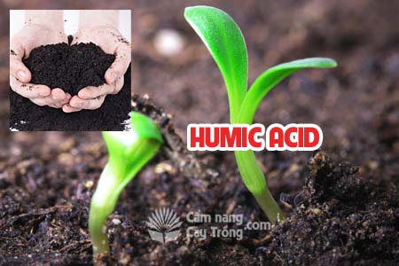 Axit Humic - Humic Acid