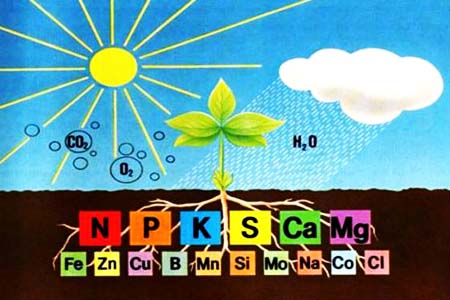 Các yếu tố dinh dưỡng cây trồng và phân bón