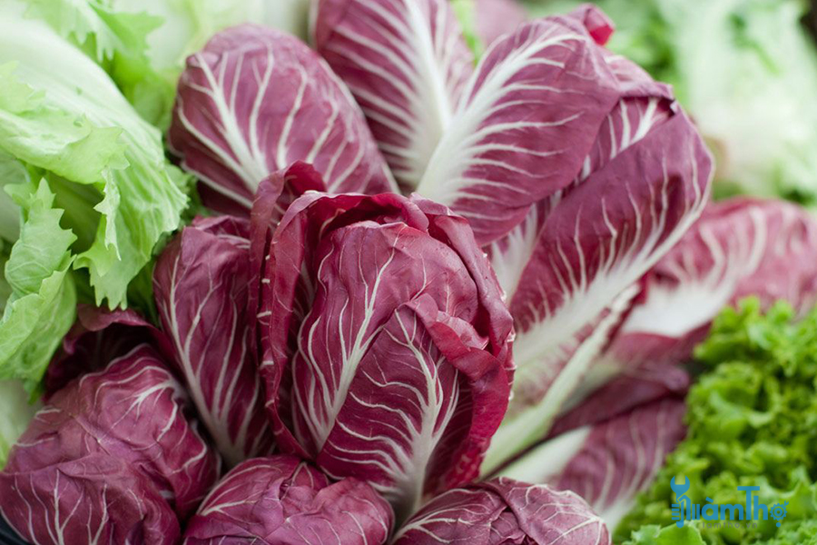 Cách trồng bắp cải đỏ Radicchio thay đổi khẩu vị