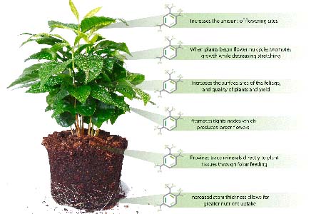 Chất hữu cơ, mùn, humate, axit humic, axit fulvic và humin... (phần 2)