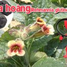 Cây Địa hoàng