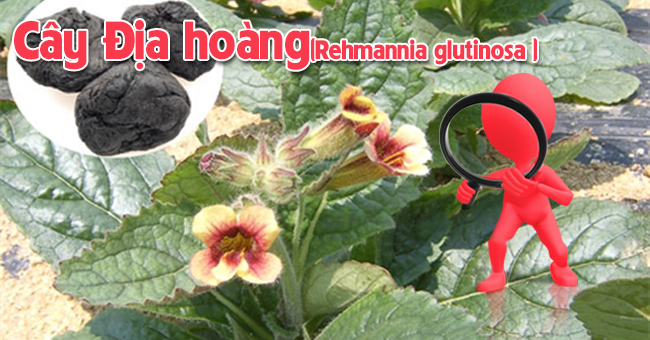 Cây Địa hoàng