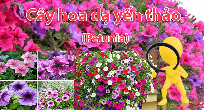 Cây dạ yến thảo