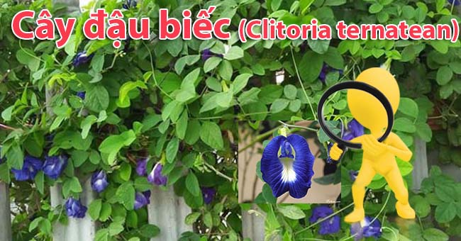 Cây đậu biếc