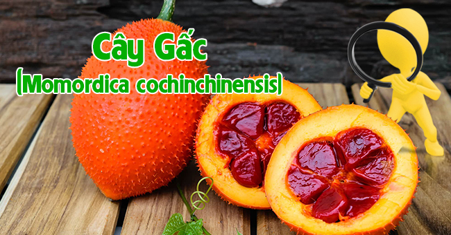 Cây gấc