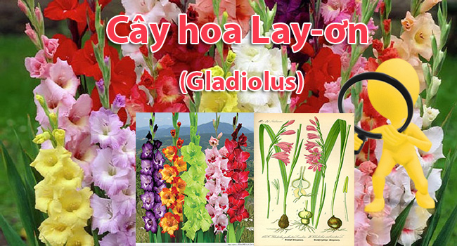 Cây hoa Lay-ơn