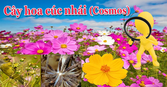 Cây hoa cúc sao nhái