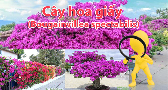 Cây hoa giấy