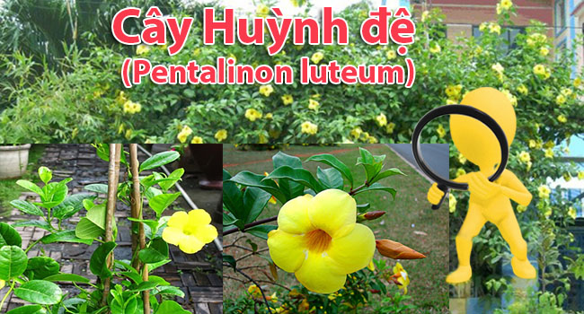Cây hoa huỳnh đệ