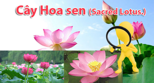 Cây hoa sen