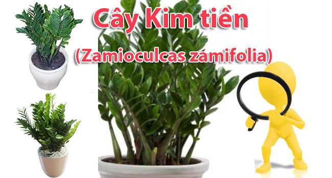 Cây kim tiền (Kim phát tài)