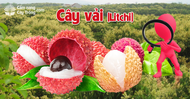 Cây vải