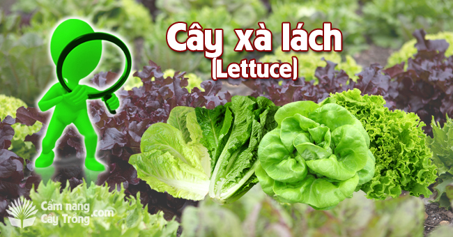 Cây xà lách