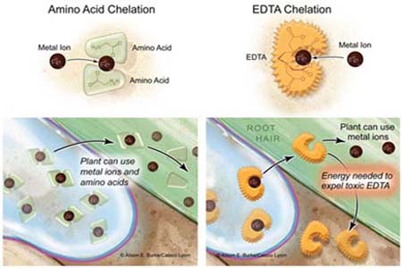 Giới thiệu về khoáng Amino Chelate