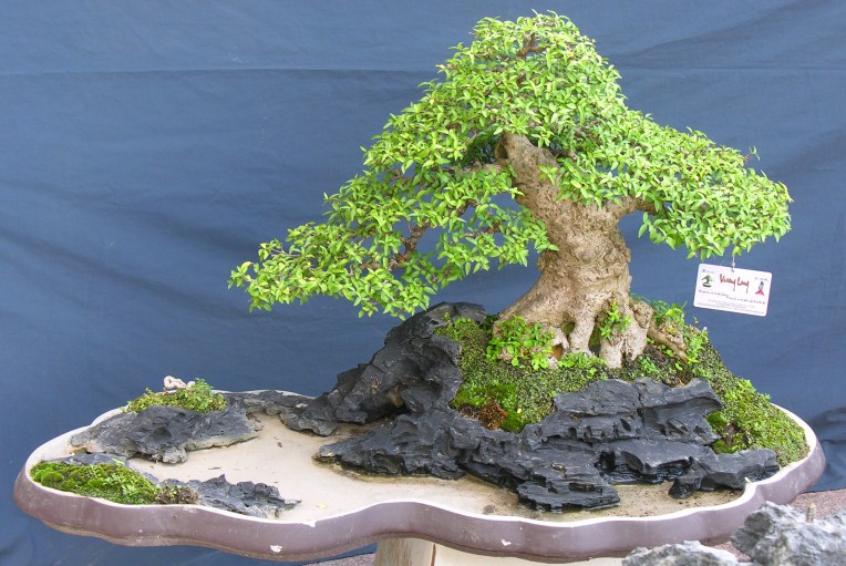 Tạo chi thứ cấp cho cây cảnh bonsai
