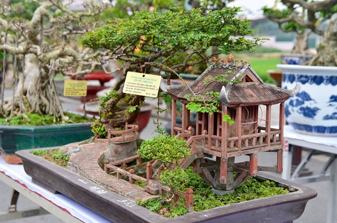 Cách thu nhỏ cây cảnh bonsai