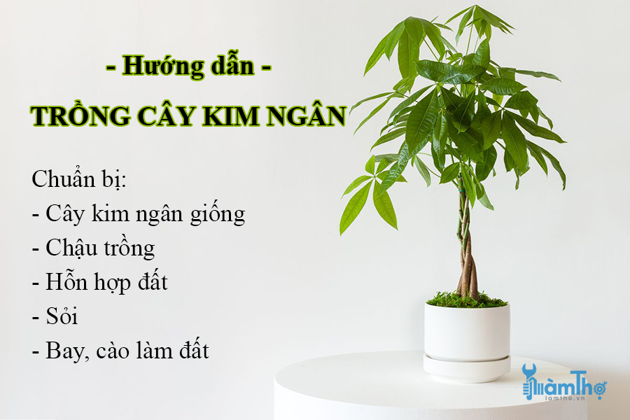 Hướng dẫn cách trồng cây kim ngân để bàn