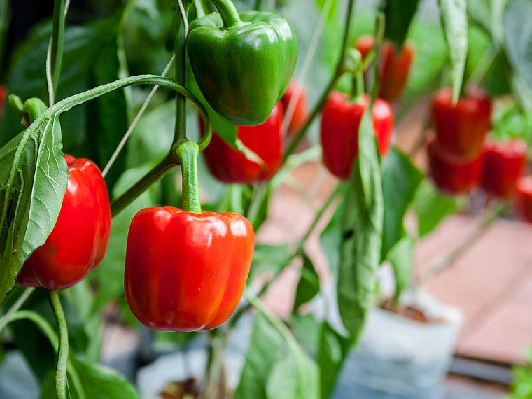 Cách trồng ớt chuông tại nhà
