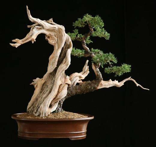Kỹ thuật lão hóa bonsai