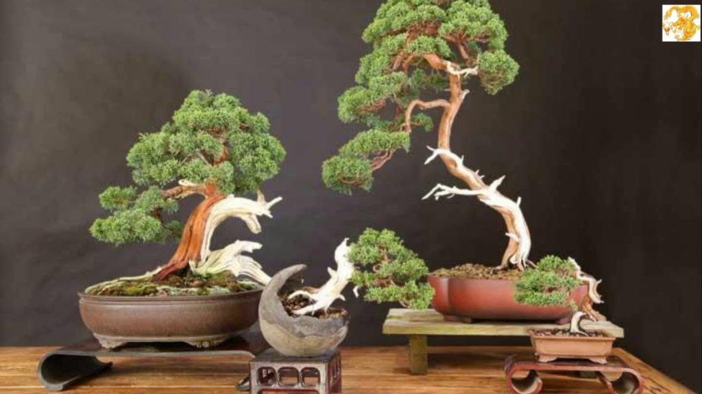 Tạo hình cây cảnh bonsai