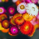 Kỹ thuật trồng hoa Cúc bất tử mang ý nghĩa tốt đẹp