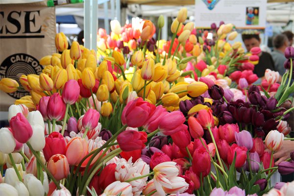 Kỹ thuật trồng hoa Tulip trong chậu