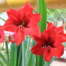Kỹ thuật trồng hoa huệ đỏ ra hoa dịp tết