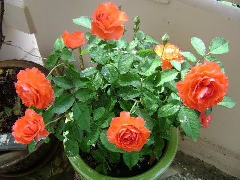 Kỹ thuật trồng và chăm sóc hoa hồng sau tết