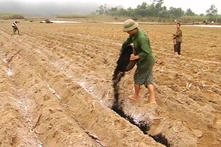 Phân bón lót là gì? phân bón thúc là gì? loại phân bón và lượng bón?