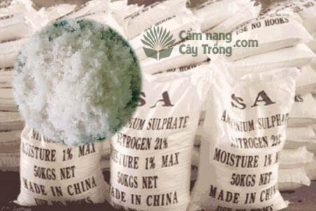 Tầm Quan Trọng Của Phân Bón SA (Ammonium Sulphate) Đối Với Cây Trồng