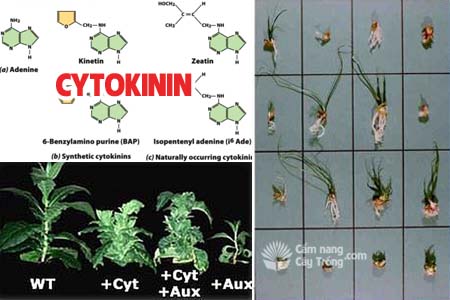 Xitôkinin - Cytokinin