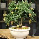 Hướng dẫn kỹ thuật cắt tỉa cây lựu bonsai tạo dáng đẹp