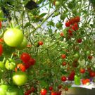 Hướng dẫn cách trồng cà chua bi sai quả ngay tại nhà