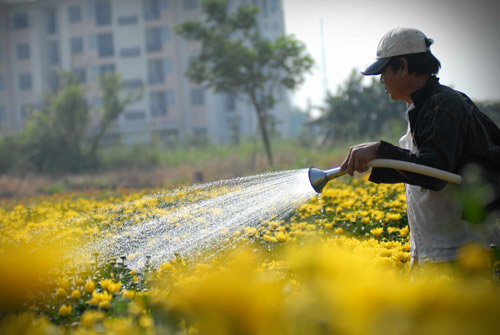 Kỹ thuật trồng hoa cúc