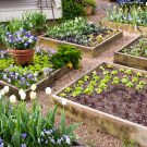 Mẹo làm vườn khi tự trồng rau củ sạch tại nhà ai cũng nên biết