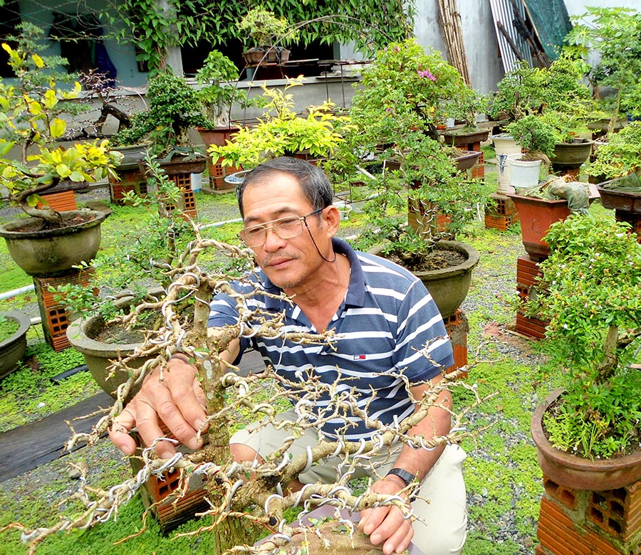 Hướng dẫn kỹ thuật chiết cành cây cảnh bonsai