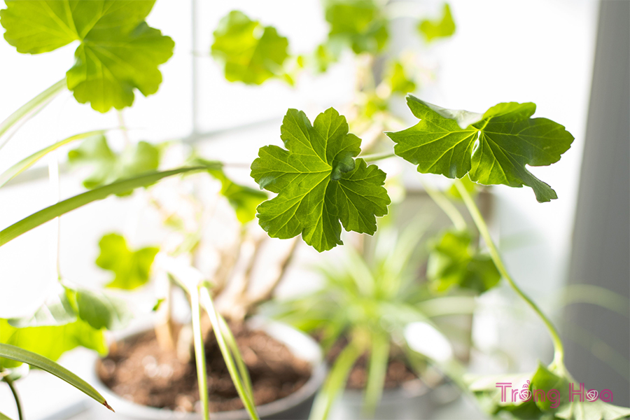 Làm thế nào để Overwinter Hoa phong lữ thảo Geranium