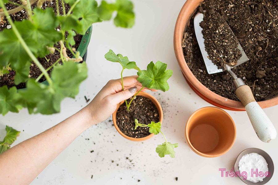 Làm thế nào để Overwinter Hoa phong lữ thảo Geranium