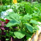 Hướng dẫn cách trồng và chăm sóc rau dền trong thùng xốp