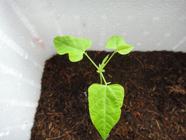 Cách trồng cây đậu rồng