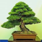 Hướng dẫn cách trồng bonsai tại nhà